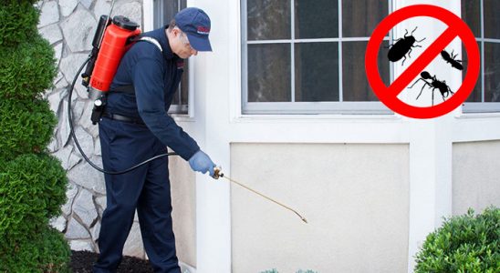 Kağıthane Fare İlaçlama böcek ilaçlama ve haşere kontrolü — ilaclama-tr.com